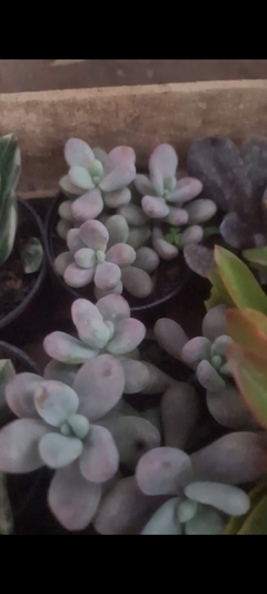 PACHYPHYTUM OVIFERUM SUCULENTA en internet