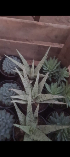 aloe rauhii snowflake Suculenta - comprar online