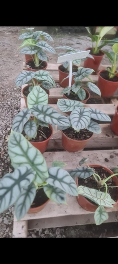 alocasia silver dragon - comprar online