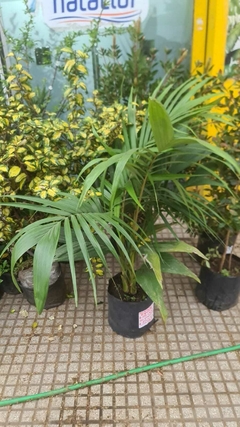 PALMERA SEAPHORTIA ELEGANS