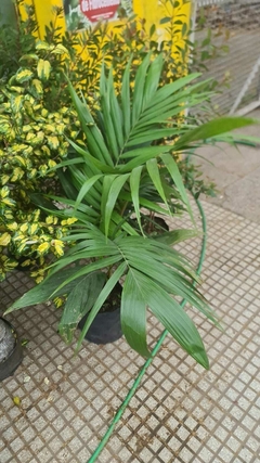 PALMERA SEAPHORTIA ELEGANS - comprar online