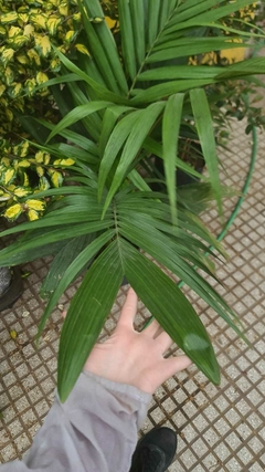 PALMERA SEAPHORTIA ELEGANS en internet