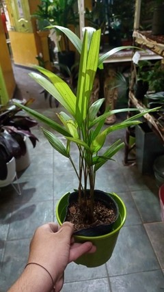 PALMERA SEAPHORTIA ELEGANS - El Viverito