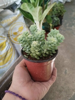 SEDUM BURRITO SUCULENTA - comprar online