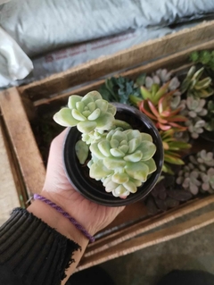 Sedum clavatum SUCULENTA