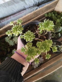 Sedum hirsutum SUCULENTA