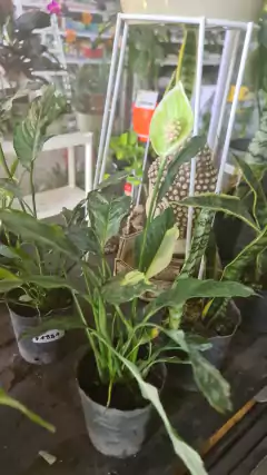 SPATHIPHYLLUM MARMOLADO