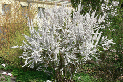 SPIRAEA THUNBERGII