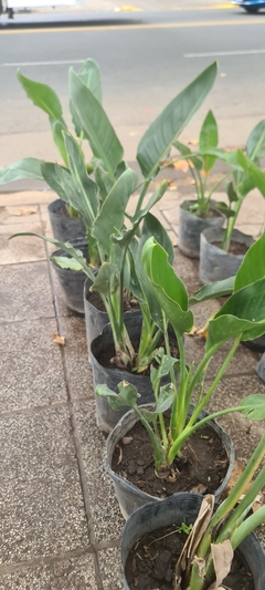 STRELITZIA REGINAE - comprar online