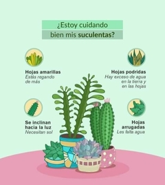 SUCULENTAS VARIAS en internet