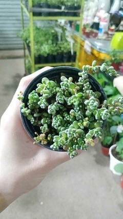 SUCULENTA CRASSULA CORALLINA