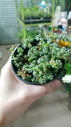 SUCULENTA CRASSULA CORALLINA - comprar online