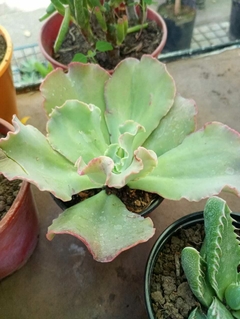 SUCULENTA ECHEVERIA CURLS - comprar online