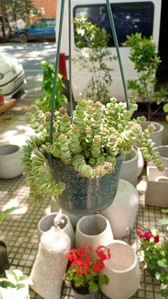 SUCULENTA GUSANITO - comprar online