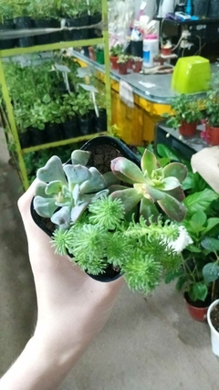 SUCULENTAS MIX