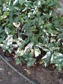 SYNGONIUM MARMOLADO