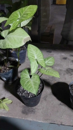 SYNGONIUM VERDE - El Viverito