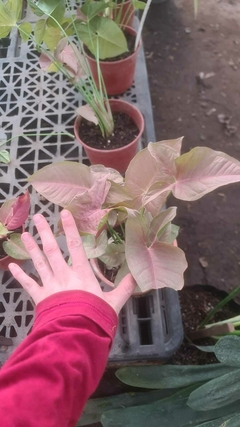 SYNGONIUM ROSADO - tienda online