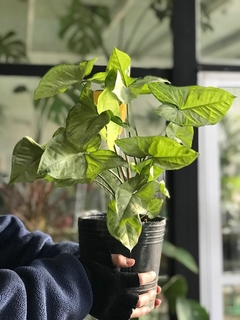SYNGONIUM VERDE