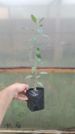 Talilla (Lycium cestroides) - comprar online