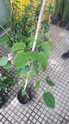 THUMBERGIA GRANDIFLORA - comprar online