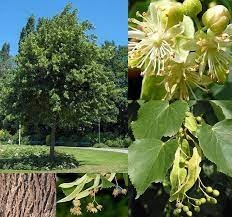 TILIA MOLTKEI ( TILO ) - comprar online