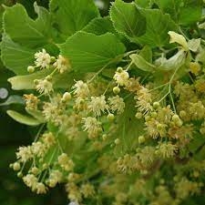 TILIA MOLTKEI ( TILO )