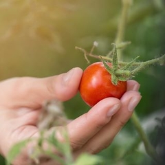 TOMATE CHERRY