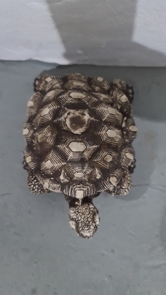 TORTUGA (cola metida) 14X21X16 - comprar online