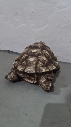 TORTUGA (cola metida) 14X21X16 - El Viverito