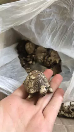 MINI TORTUGUITAS PINTADA en internet