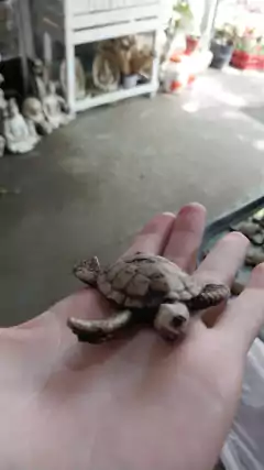 MINI TORTUGUITAS PINTADA - comprar online