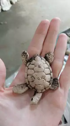 MINI TORTUGUITAS PINTADA