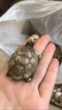 MINI TORTUGUITAS PINTADA - El Viverito