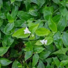 Tradescantia fluminensis - comprar online