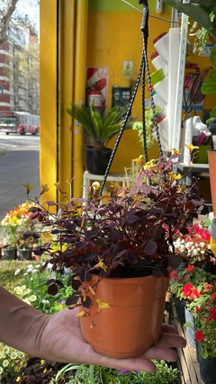 OXALIS TREBOL en internet