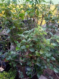 VIBURNUM TINUS ( LAURENTINO )