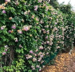 VIGNA CARACALIA (CARACOLA) 3LTS