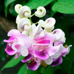 VIGNA CARACALIA (CARACOLA) 3LTS en internet