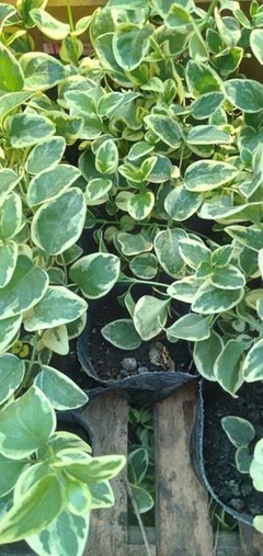 VINCA MAJOR VARIEGATA