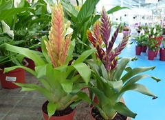 BROMELIA VRIESIA - tienda online