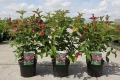 WEIGELA BRISTOL RUBY - comprar online