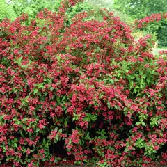 WEIGELA BRISTOL RUBY