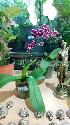 COMBO PHALAENOPSIS ORQUIDEA BABY + VASO VIDRIO - comprar online