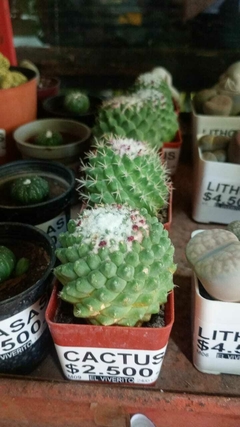 CACTUS Mammillaria polythele inermis - tienda online