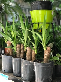 PALO TROPICAL - tienda online