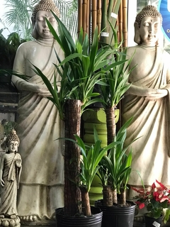 PALO TROPICAL