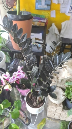 ZAMIOCULCA NEGRA 4LTS