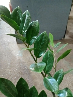 ZAMIOCULCA verde - comprar online
