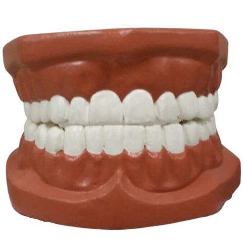 Macro Modelo Anatômico Odontológico - Boca de Isopor Tamanho Grande